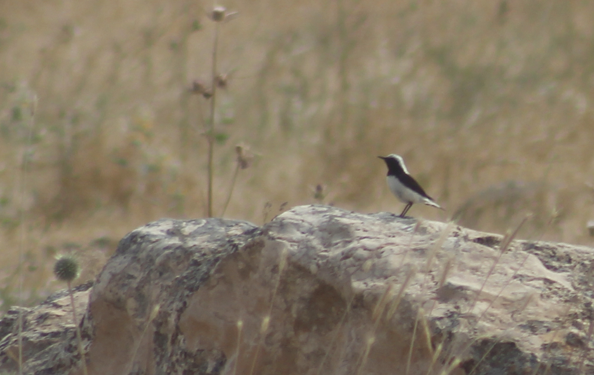 Finsch's Wheatear